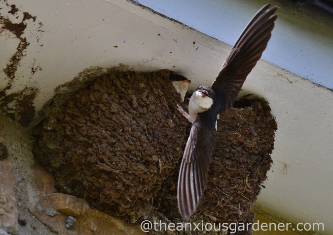 House Martin Nest (5)