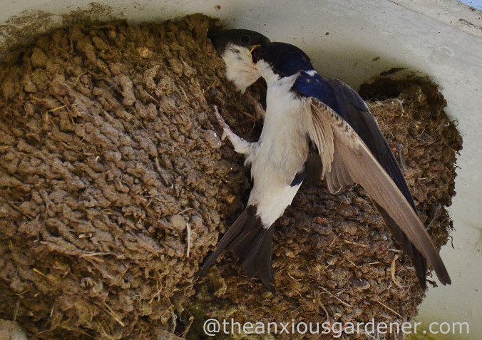House Martin Nest (7)