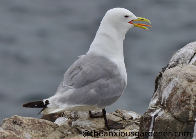 Kittiwake (1)