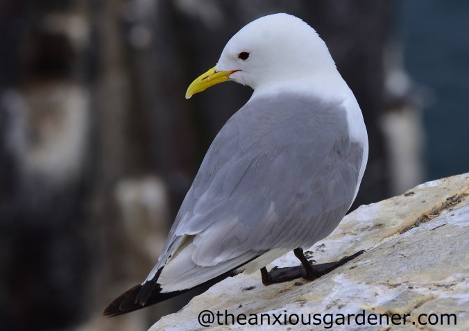 Kittiwake (2)