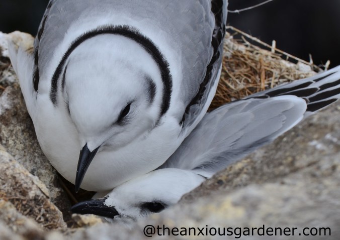 Kittiwake