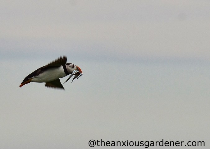 Puffin (1)