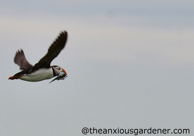 Puffin (2)