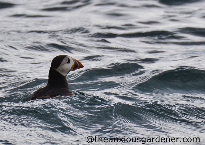 Puffin (3)