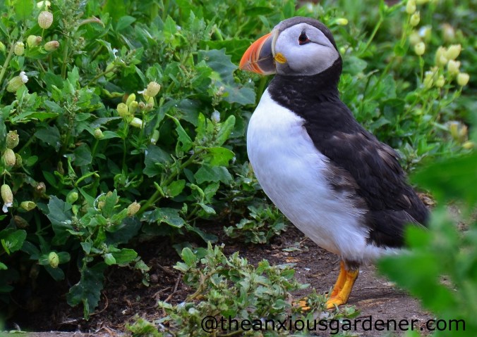 Puffin (4)