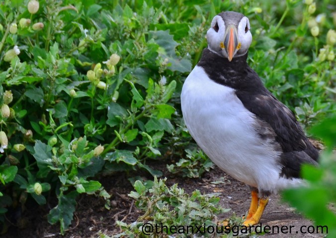 Puffin (5)