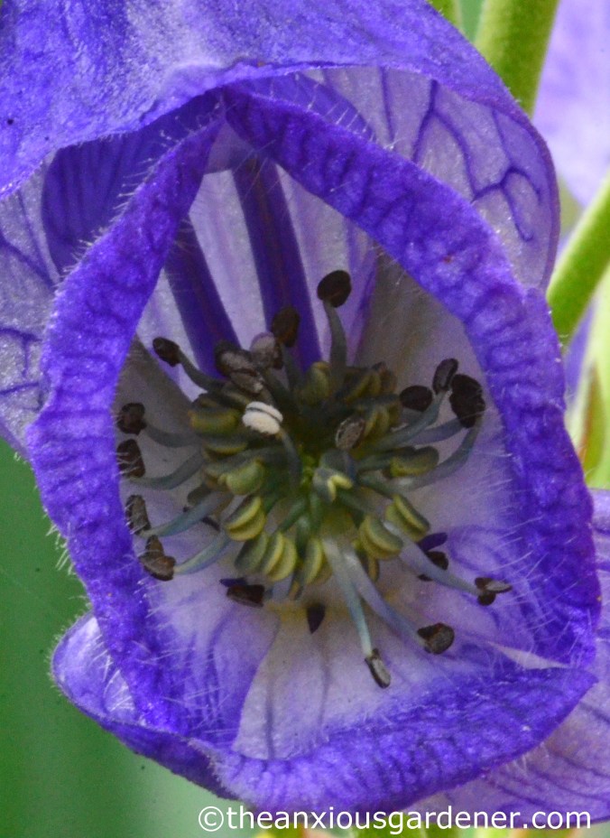 Aconitum napellus (1)