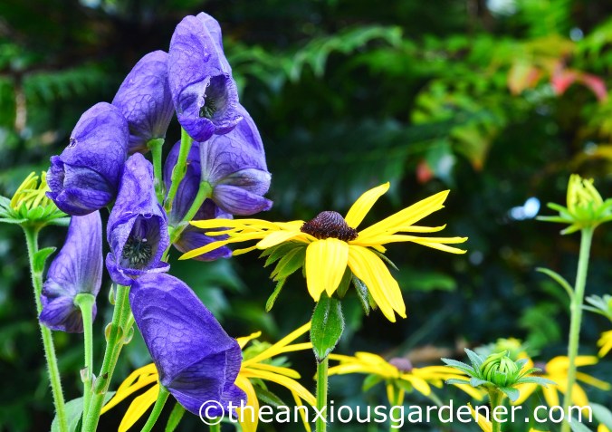 Aconitum napellus (2)