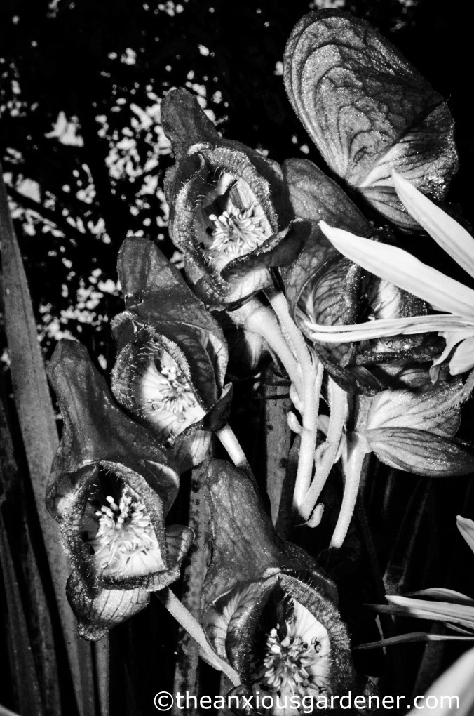 Aconitum napellus (3)