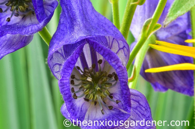 Aconitum napellus (4)