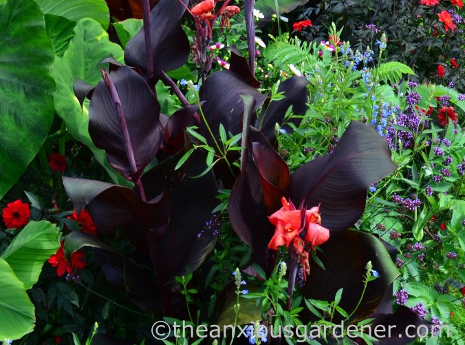 Canna ‘Red King Humbert’ (2)