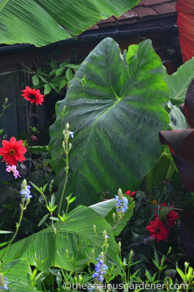Colocasia esculenta (2)