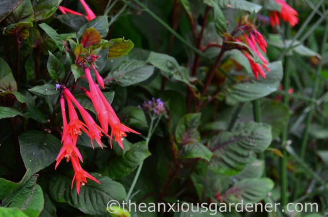 Fuchsia 'Gartenmeister Bonstedt'