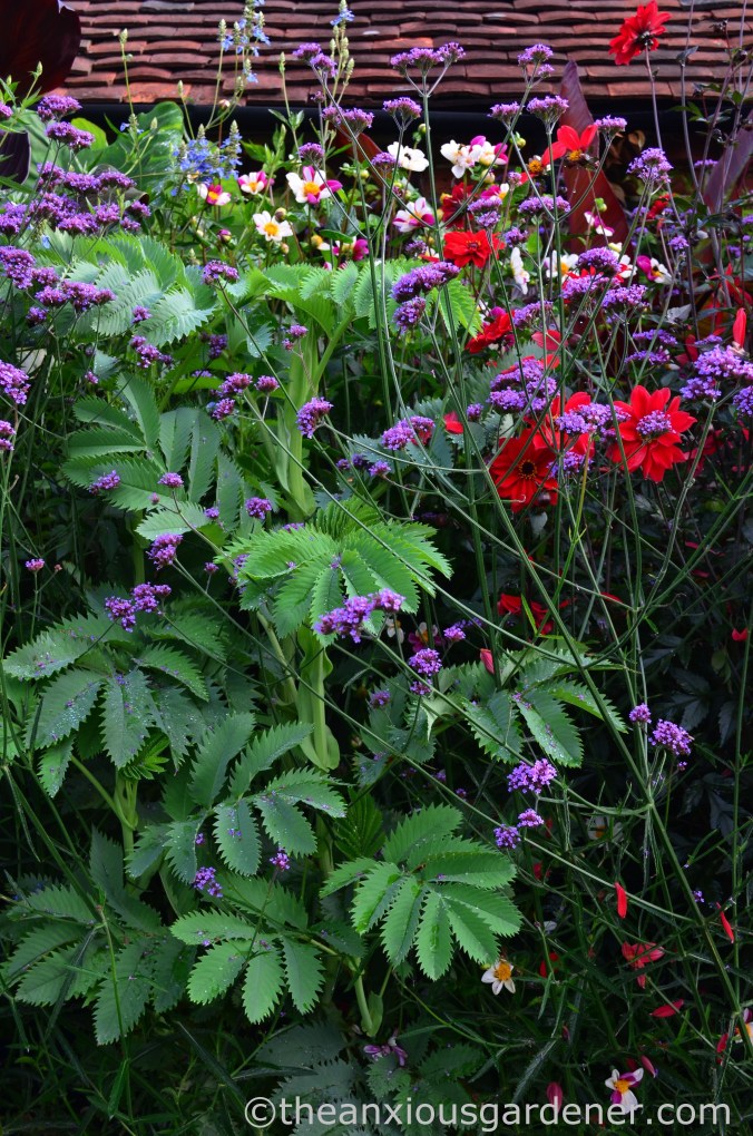 Melianthus major (2)