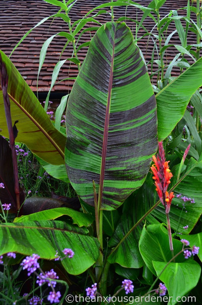 Musa sikkimensis