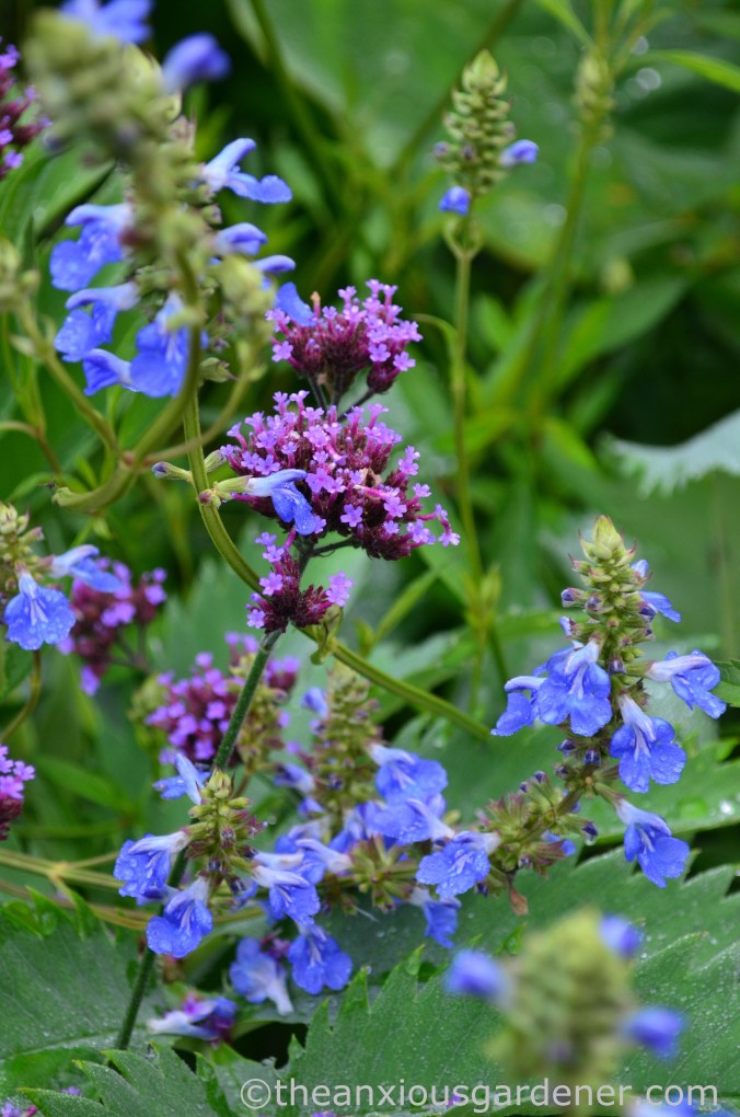 Salvia uliginosa (2)