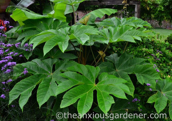 Tetrapanax papyrifer ‘Rex’ (2)