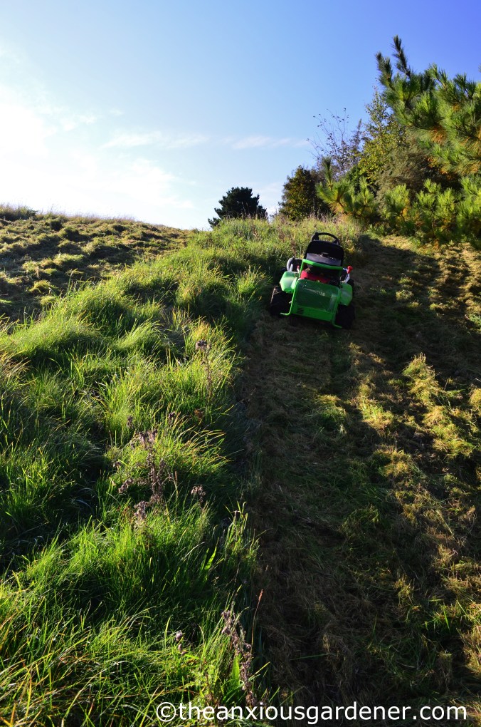 Etesia Attila (3)