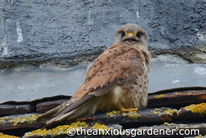 Kestrel (2)