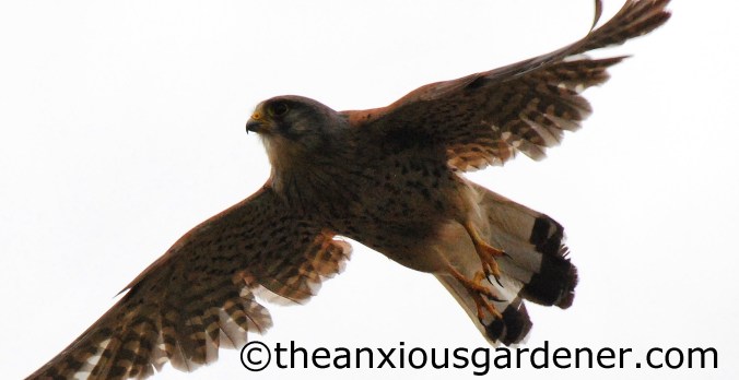 Kestrel (4)