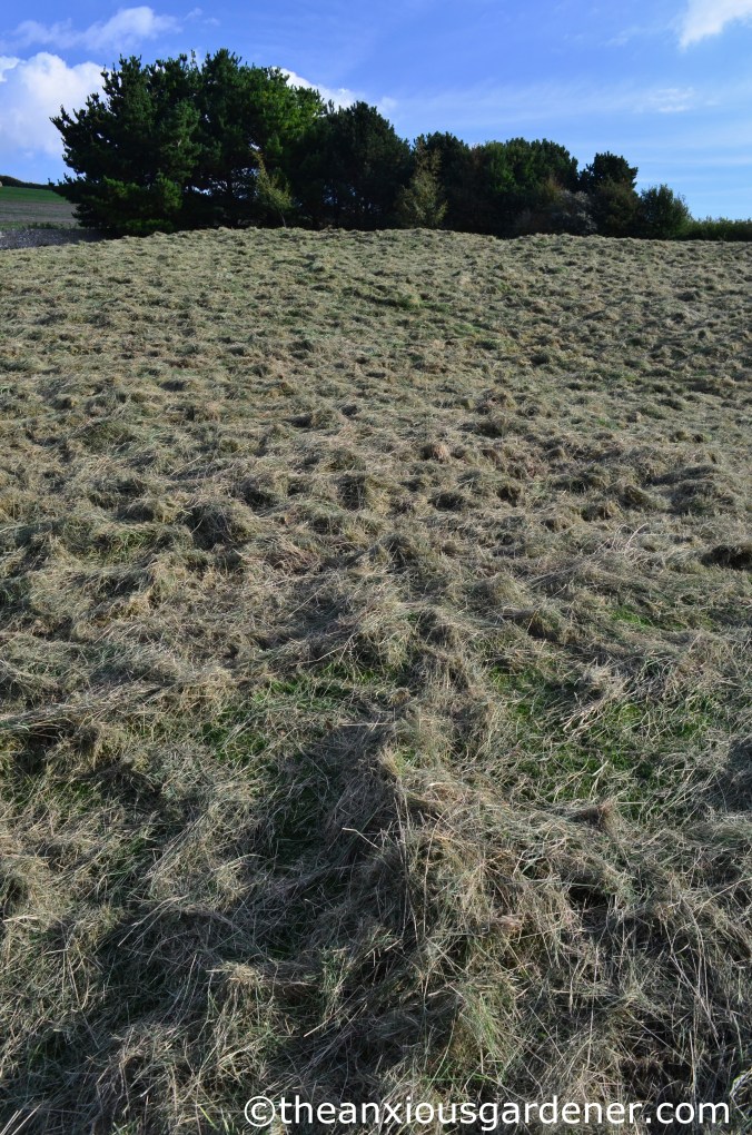 Meadow Cutting (14)