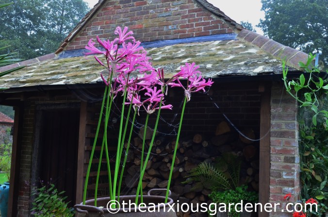 Nerine bowdenii