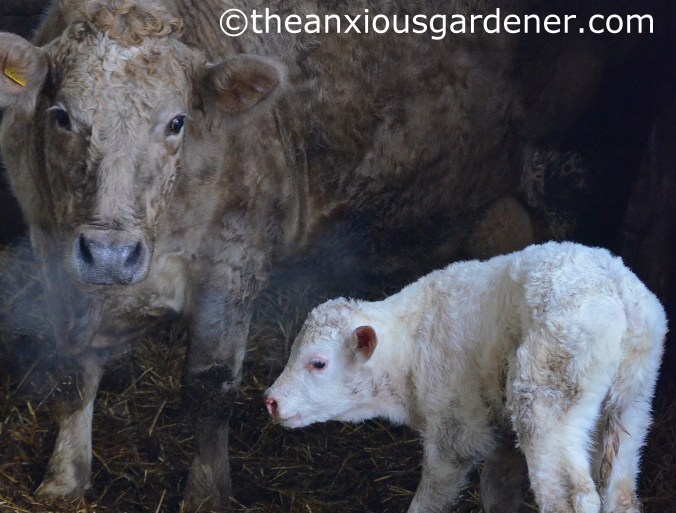 New born calf