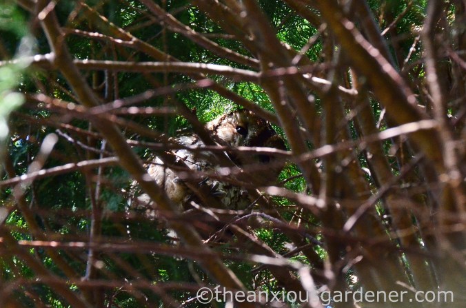 Tawny Owl