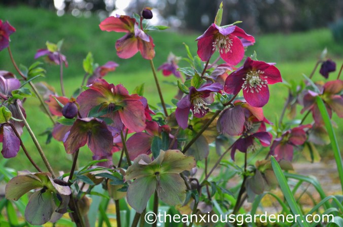 Hellebore
