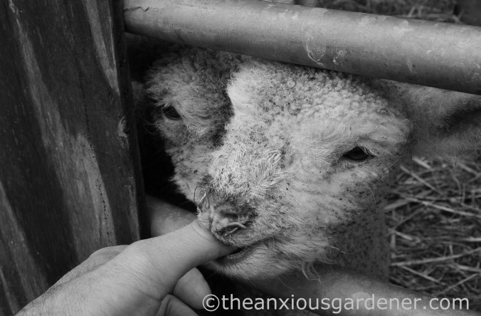 New Born Lambs (5)