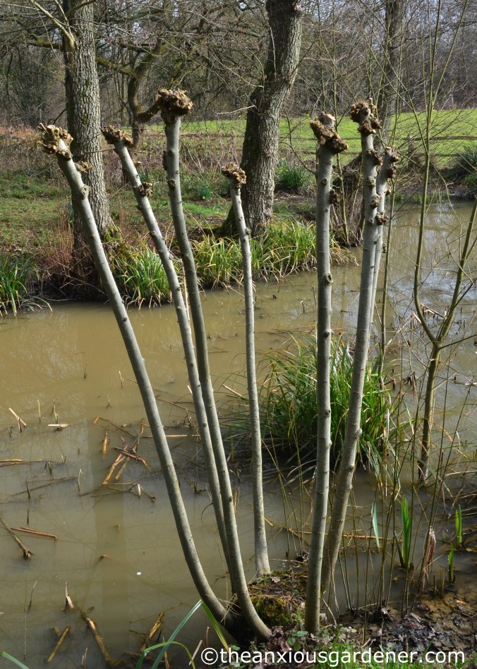 Pollarded willow (2)