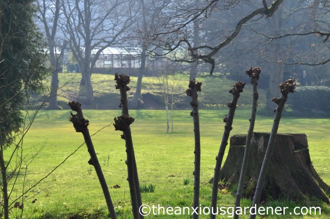 Pollarded willow (3)