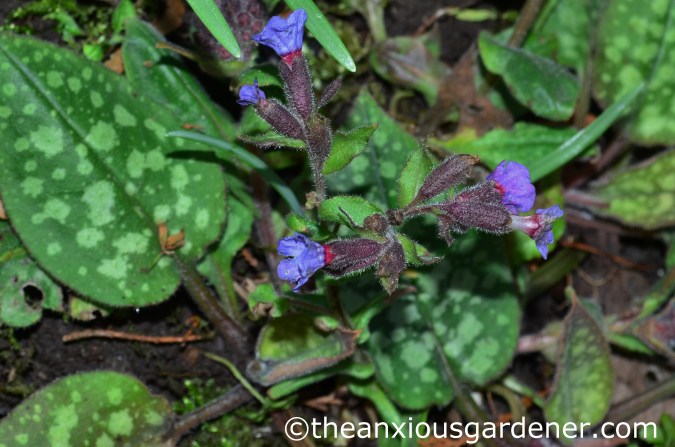 Pulmonaria (1)