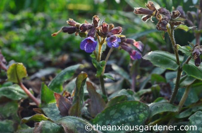 Pulmonaria (3)
