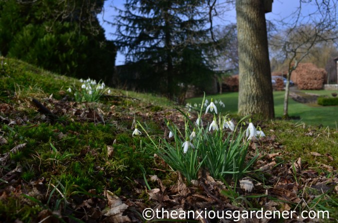 Snowdrops (2)