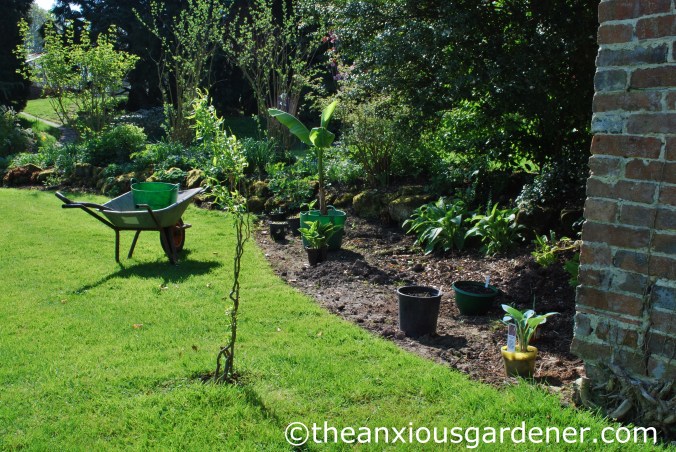 Young Twisted Willow