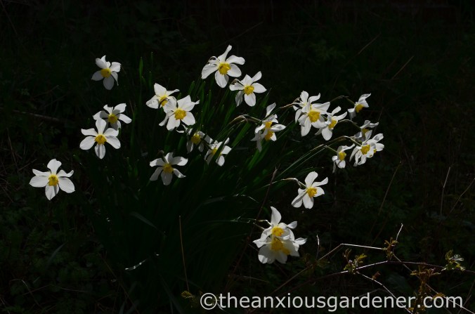 Daffodils (2)
