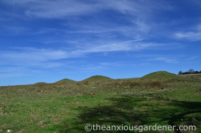 Devil's Jumps, West Sussex