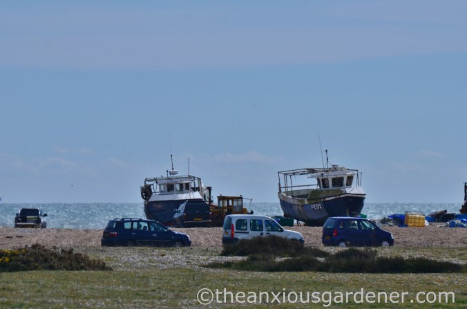 Dungeness (10)