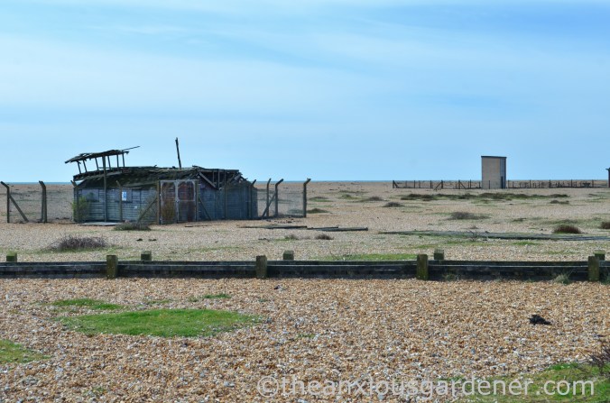Dungeness (12)