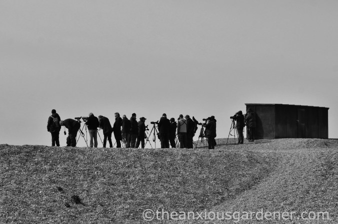 Dungeness (2)