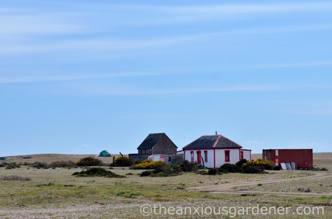 Dungeness (21)