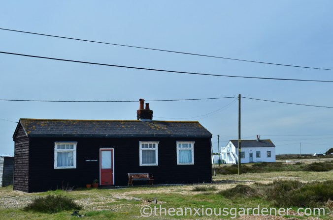 Dungeness (22)