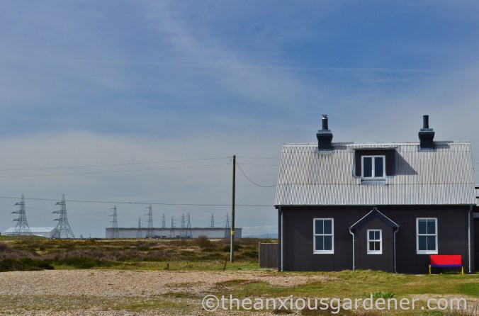 Dungeness (27)