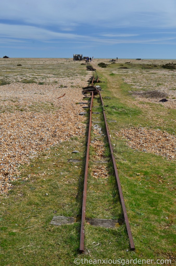 Dungeness (28)