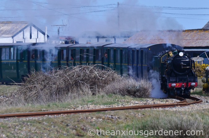 Dungeness (35)