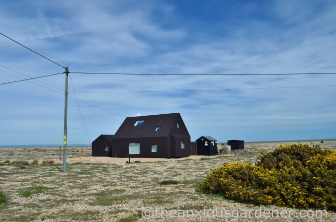 Dungeness (42)