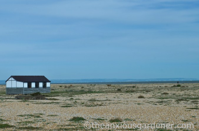 Dungeness (44)