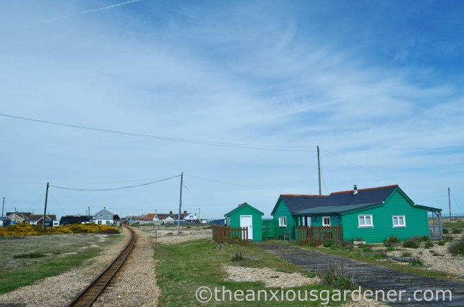 Dungeness (45)