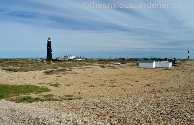 Dungeness (6)
